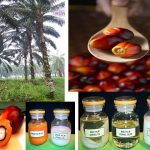 palm_oil_application